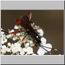 Exetastes adpressorius - Schlupfwespe m01e 9mm - OS-Hasbergen Lehmwiese det06.jpg